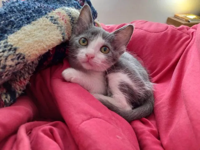 Gato raça SRD idade 2 a 6 meses nome Francine 