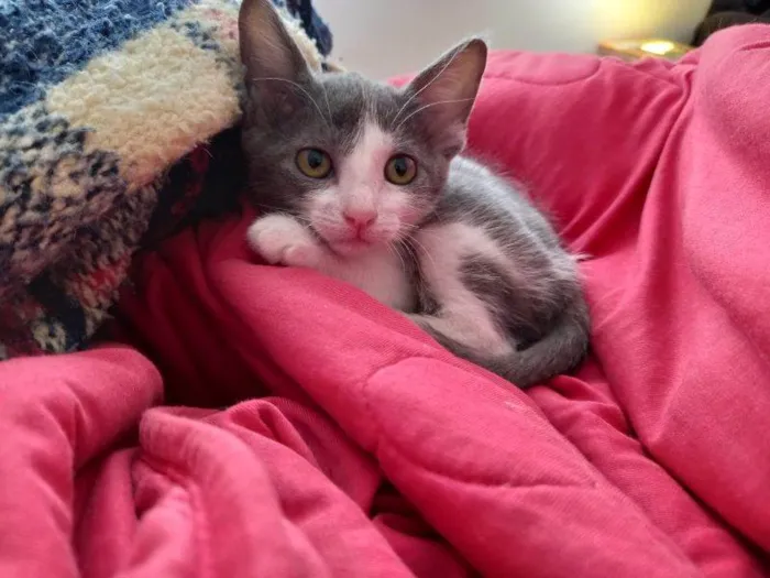 Gato raça SRD idade 2 a 6 meses nome Francine 