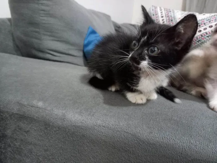 Gato raça SRD idade 2 a 6 meses nome Maxine 