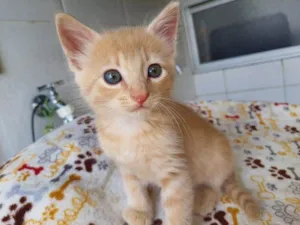 Gato raça SRD idade 2 a 6 meses nome Jin