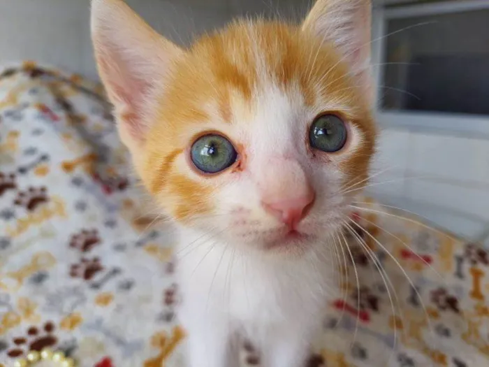 Gato raça SRD idade 2 a 6 meses nome Jimin