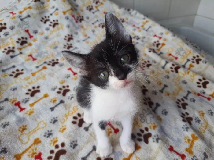 Gato raça SRD idade 2 a 6 meses nome Solar