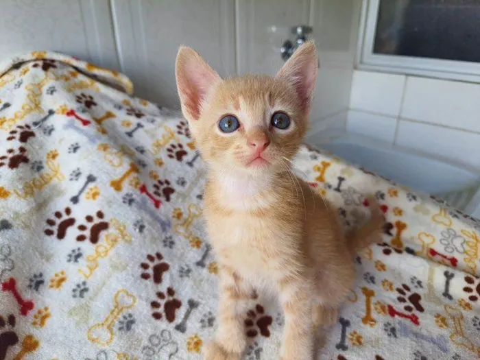 Gato raça SRD idade 2 a 6 meses nome Taetae