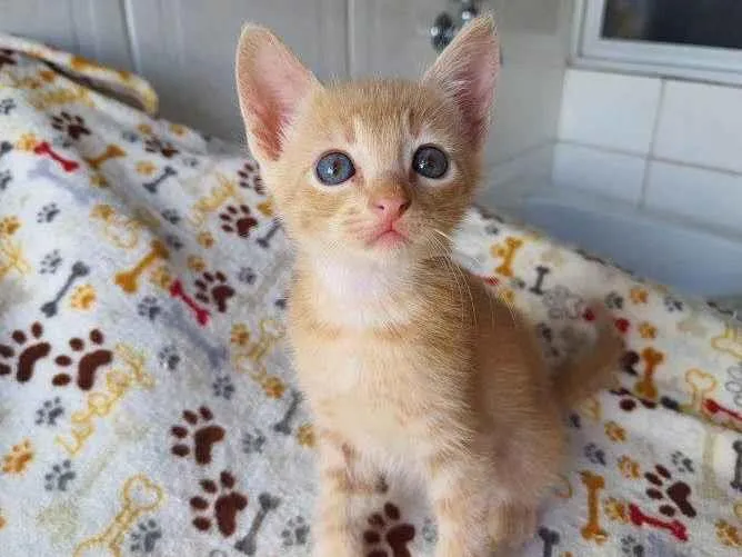 Gato raça SRD idade 2 a 6 meses nome Taetae