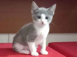 Gato raça SRD idade 2 a 6 meses nome Pyetro