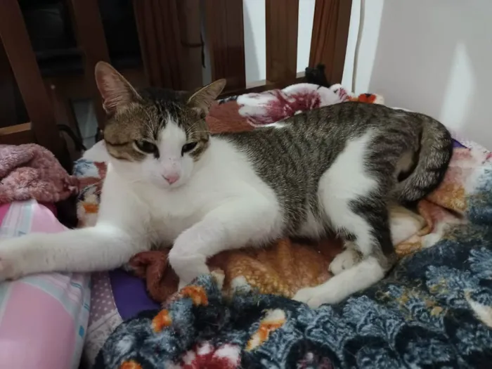 Gato raça SRD idade 1 ano nome Phil Collins 