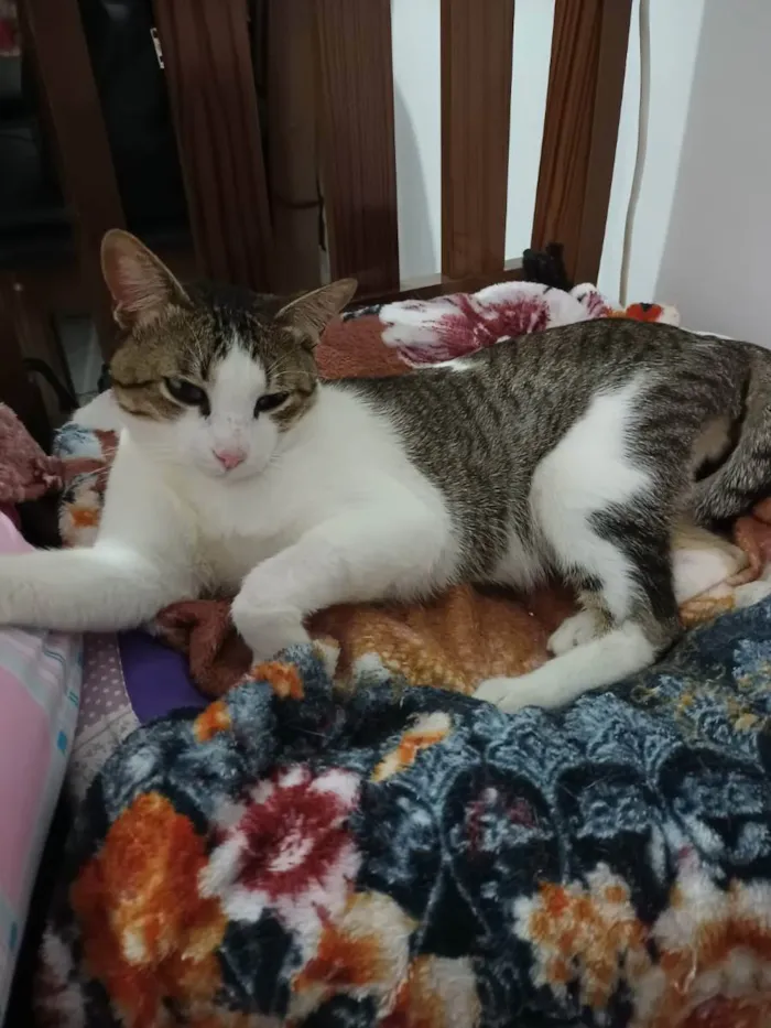 Gato raça SRD idade 1 ano nome Phil Collins 