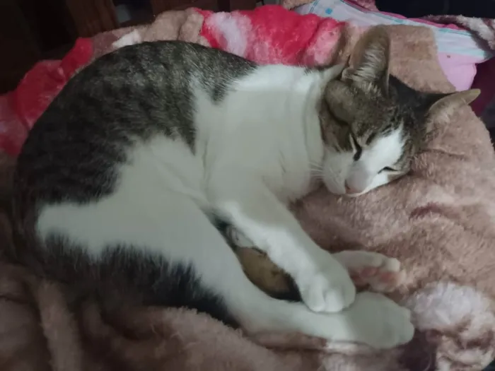 Gato raça SRD idade 1 ano nome Phil Collins 