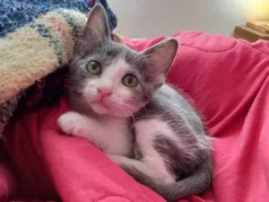 Gato raça SRD idade 2 a 6 meses nome Francine 