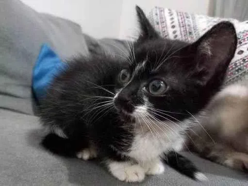 Gato raça SRD idade 2 a 6 meses nome Maxine 