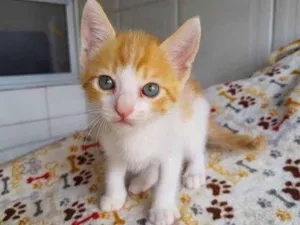 Gato raça SRD idade 2 a 6 meses nome Jimin