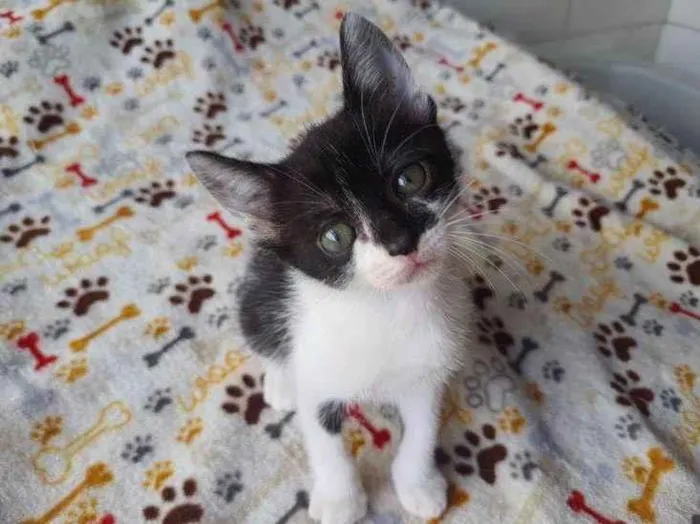 Gato raça SRD idade 2 a 6 meses nome Solar