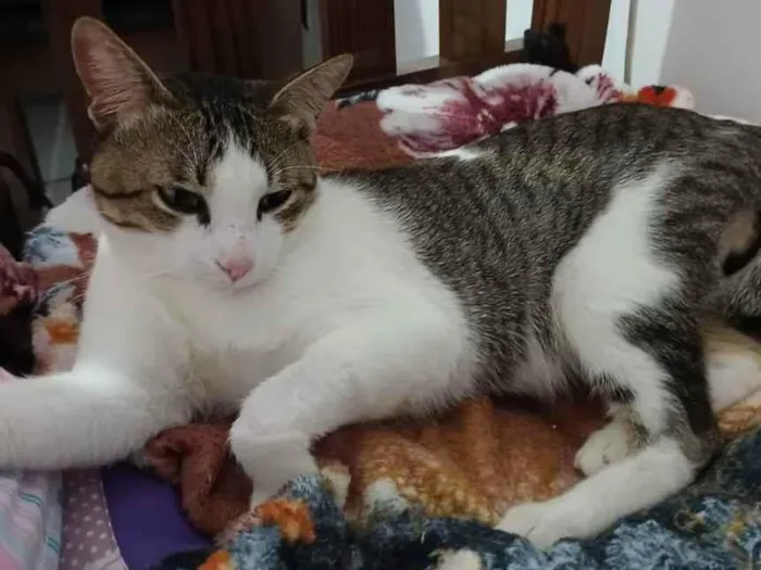 Gato raça SRD idade 1 ano nome Phil Collins 