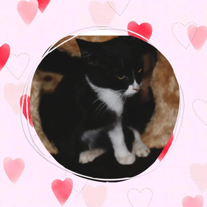 Gato raça Srd idade Abaixo de 2 meses nome Luli