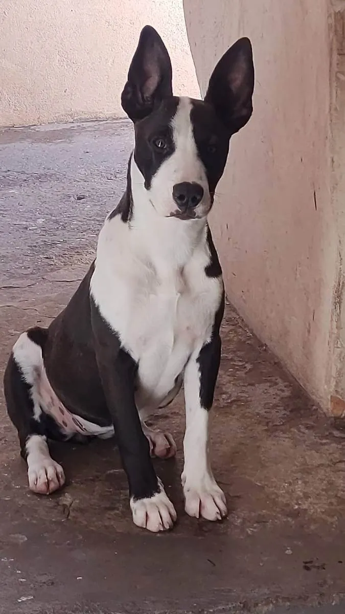 Cachorro raça Mistura Pit Bull com labrador  idade 7 a 11 meses nome Kiara