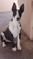 Kiara