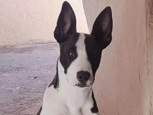 Cachorro raça Mistura Pit Bull com labrador  idade 7 a 11 meses nome Kiara