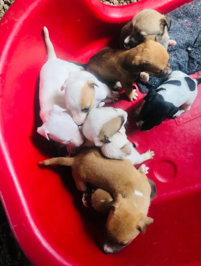 Cachorro raça Vira lata bem cuidado idade Abaixo de 2 meses nome A definir