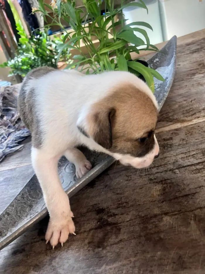 Cachorro raça Vira lata bem cuidado idade Abaixo de 2 meses nome A definir