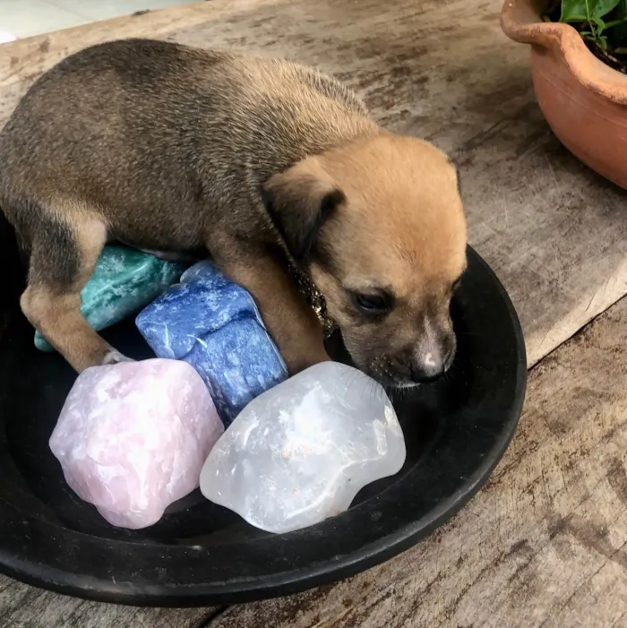 Cachorro raça Vira lata bem cuidado idade Abaixo de 2 meses nome A definir