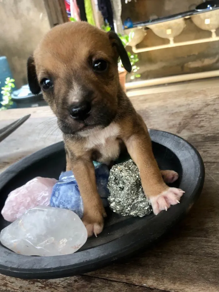 Cachorro raça Vira lata bem cuidado idade Abaixo de 2 meses nome A definir
