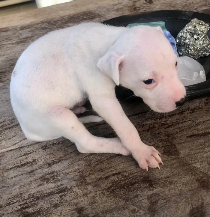 Cachorro raça Vira lata bem cuidado idade Abaixo de 2 meses nome A definir