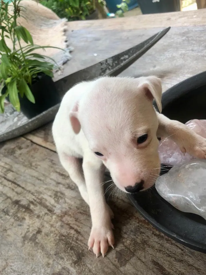 Cachorro raça Vira lata bem cuidado idade Abaixo de 2 meses nome A definir
