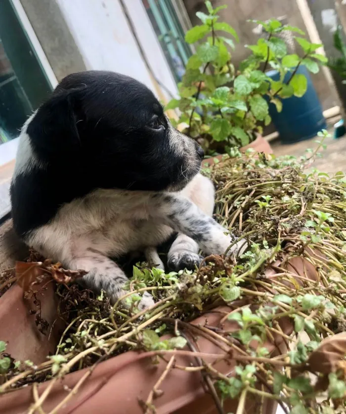 Cachorro raça Vira lata bem cuidado idade Abaixo de 2 meses nome A definir