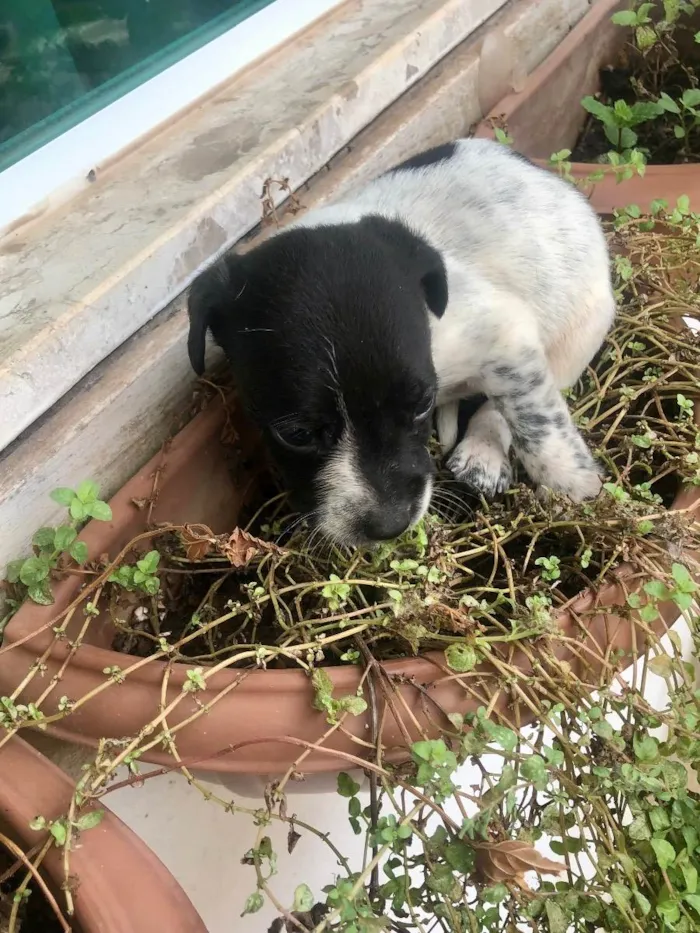 Cachorro raça Vira lata bem cuidado idade Abaixo de 2 meses nome A definir