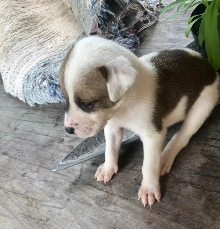 Cachorro raça Vira lata bem cuidado idade Abaixo de 2 meses nome A definir