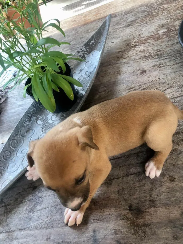 Cachorro raça Vira lata bem cuidado idade Abaixo de 2 meses nome A definir