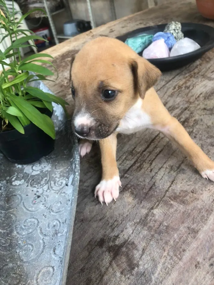 Cachorro raça Vira lata bem cuidado idade Abaixo de 2 meses nome A definir