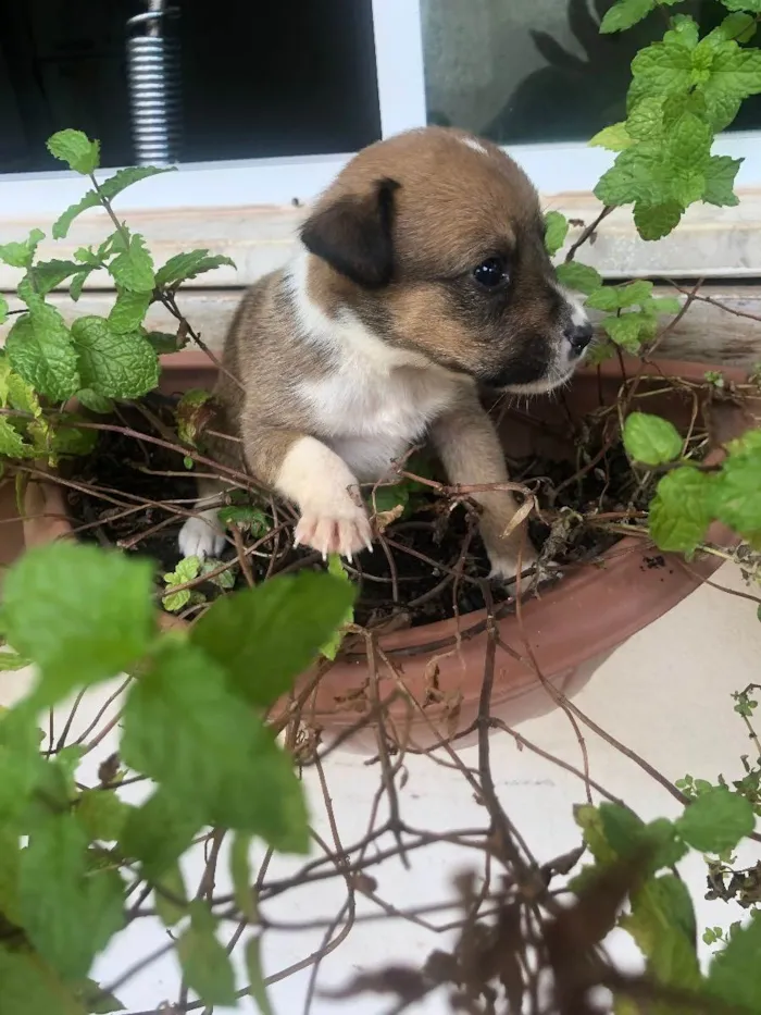 Cachorro raça Vira lata bem cuidado idade Abaixo de 2 meses nome A definir