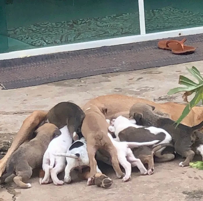 Cachorro raça Vira lata bem cuidado idade Abaixo de 2 meses nome A definir