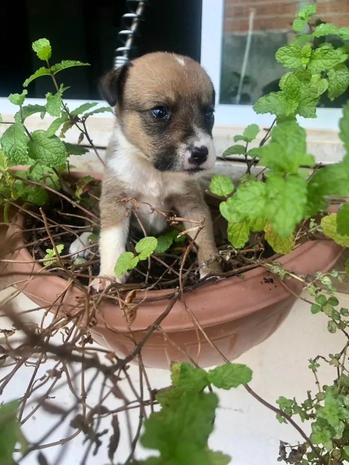 Cachorro raça Vira lata bem cuidado idade Abaixo de 2 meses nome A definir
