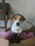 Be