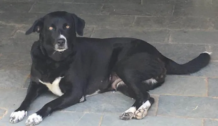 Cachorro raça Mestiça (Labrador + Vira Lata) idade 5 anos nome Bella