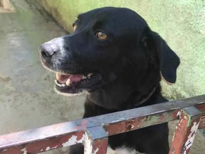 Cachorro raça Mestiça (Labrador + Vira Lata) idade 5 anos nome Bella