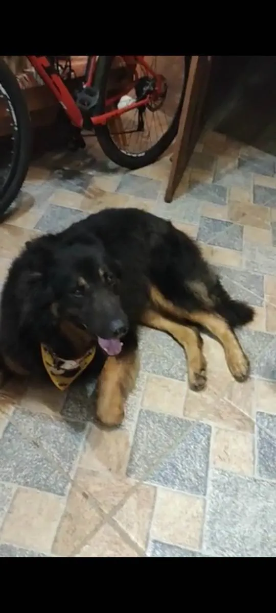 Cachorro ra a Pastor  idade 7 a 11 meses nome Max