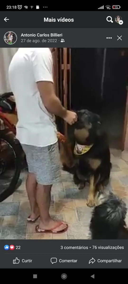 Cachorro ra a Pastor  idade 7 a 11 meses nome Max