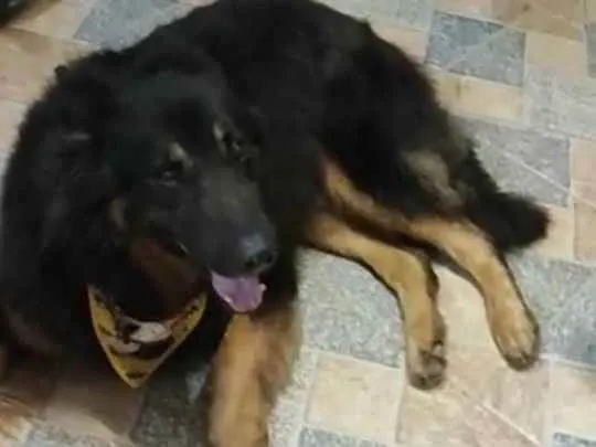 Cachorro ra a Pastor  idade 7 a 11 meses nome Max