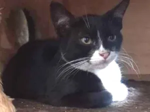 Gato raça Srd idade Abaixo de 2 meses nome Luli