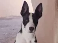 Kiara