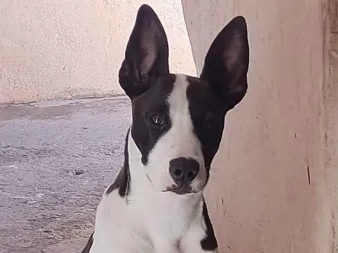 Cachorro raça Mistura Pit Bull com labrador  idade 7 a 11 meses nome Kiara