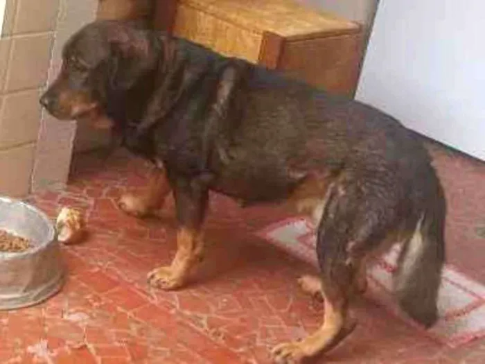 Cachorro ra a Mistura shawshaw idade 4 anos nome Negão 