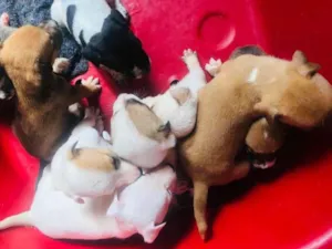 Cachorro raça Vira lata bem cuidado idade Abaixo de 2 meses nome A definir