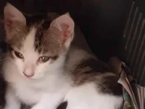 Gato raça SRD idade Abaixo de 2 meses nome Mimi