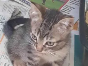 Gato raça SRD idade Abaixo de 2 meses nome Tigrinho 