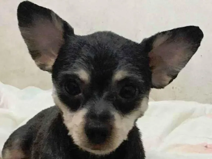 Cachorro ra a Sem raçã definida idade 6 ou mais anos nome Theo