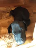Sem nome , cão